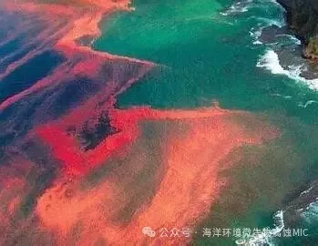 腐蚀微生物的生态学观点